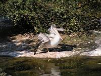 Pelican, Pelecanus onocrotalus, P. rufescens (ord Pelecaniformes) (fam Pelecanides) (Photo F. Mrugala) (07)